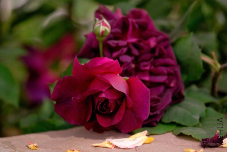 DSC_9484ChelseaAustinMunsteadWood.jpg