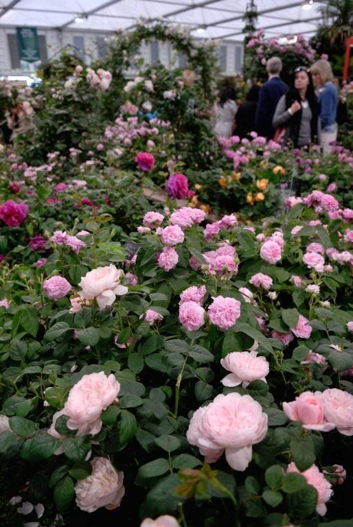 DSC_9409ChelseaAustinRoseJumble.jpg