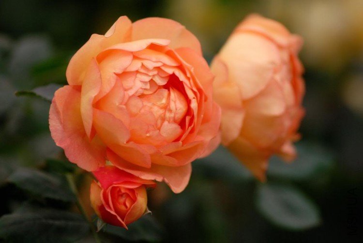DSC_9373ChelseaAustinLadyofShalott.jpg