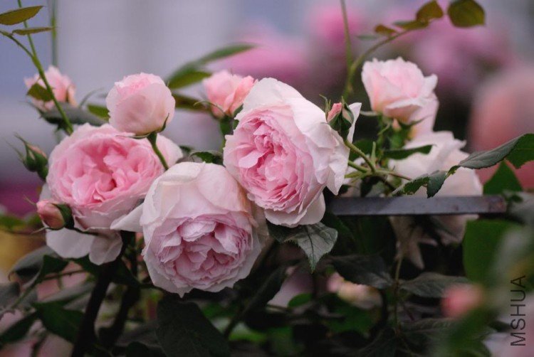 DSC_9343ChelseaDavidAustinWedgwoodR.jpg