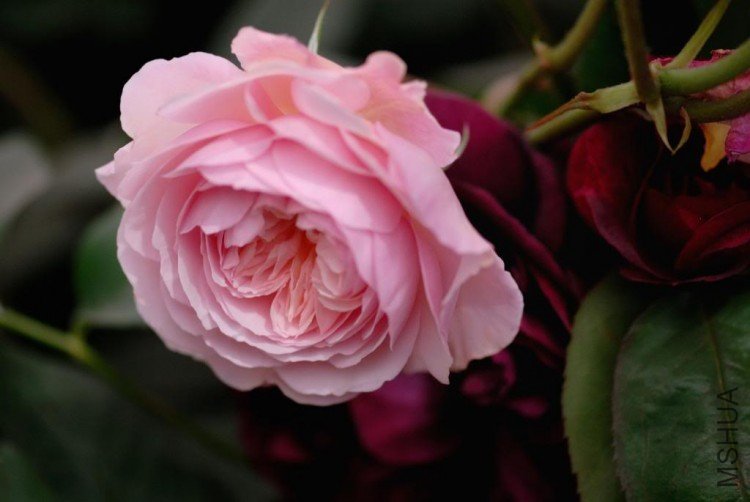 DSC_9371ChelseaAustinPinkMunsteadWo.jpg
