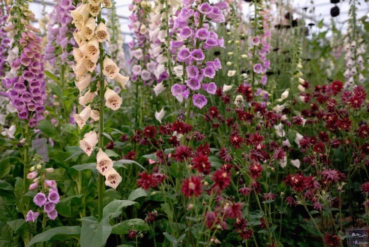 DSC_9436ChelseaFoxgloveandAquilegia.jpg
