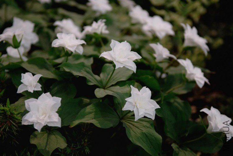DSC_9431ChelseaTrilliumGrandiflorum.jpg