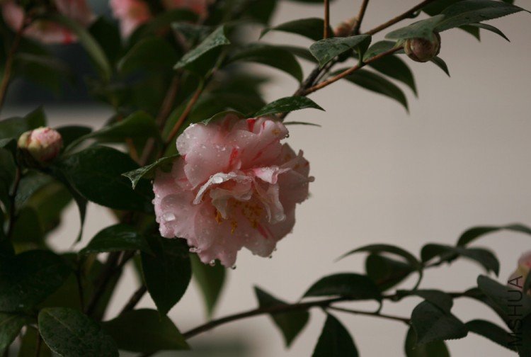 IMG_3810x.jpg