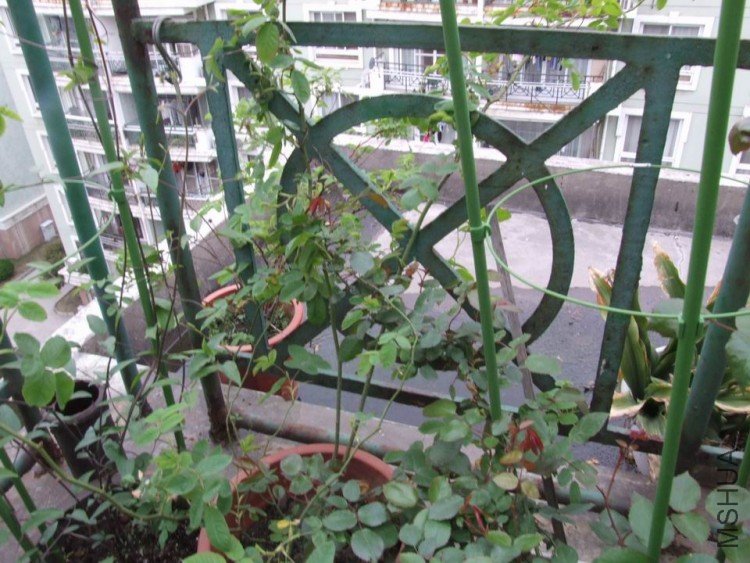 DSCF0604.JPG