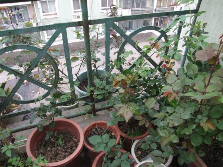 DSCF0605.JPG