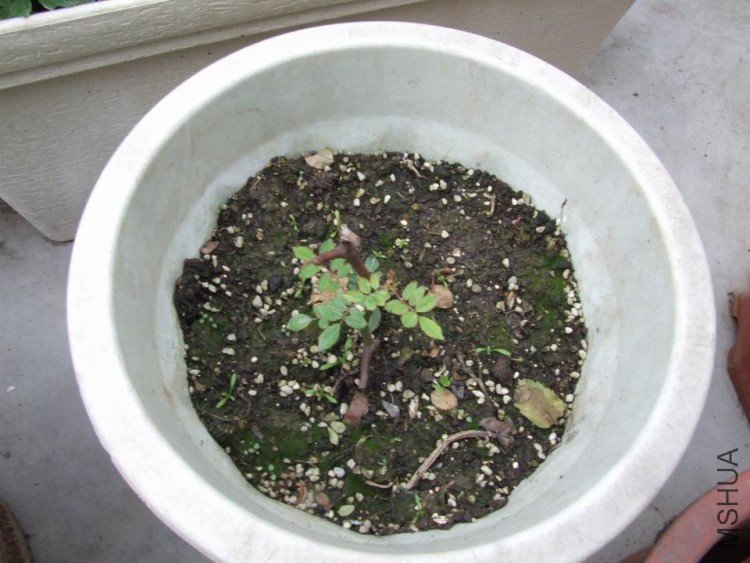 DSCF0617.JPG