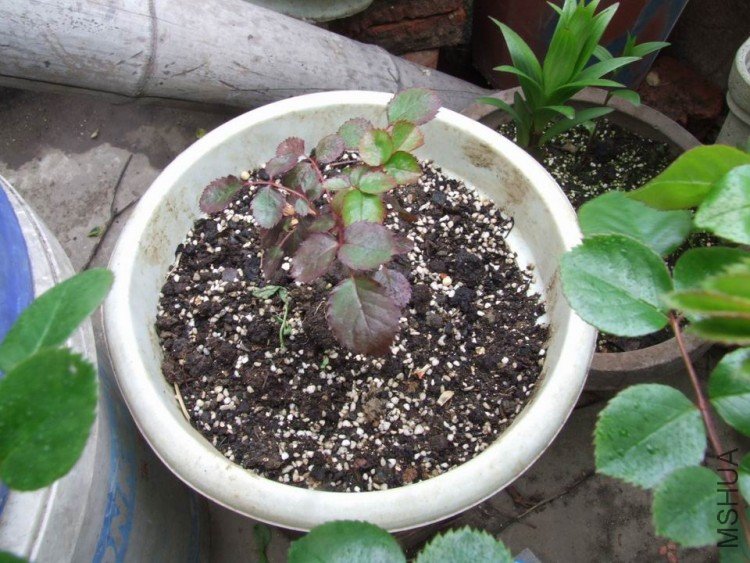 DSCF0625.JPG