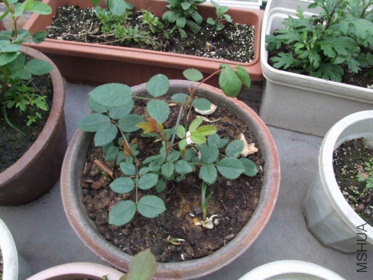 DSCF0612.JPG