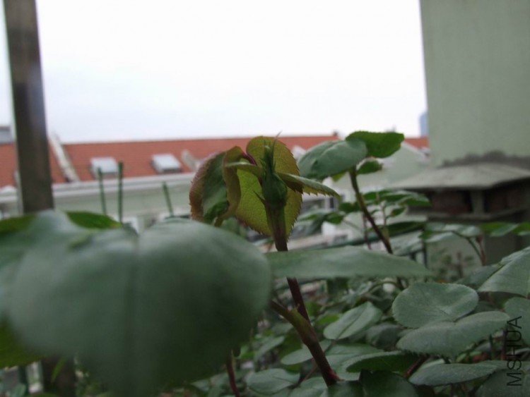 DSCF0639.JPG
