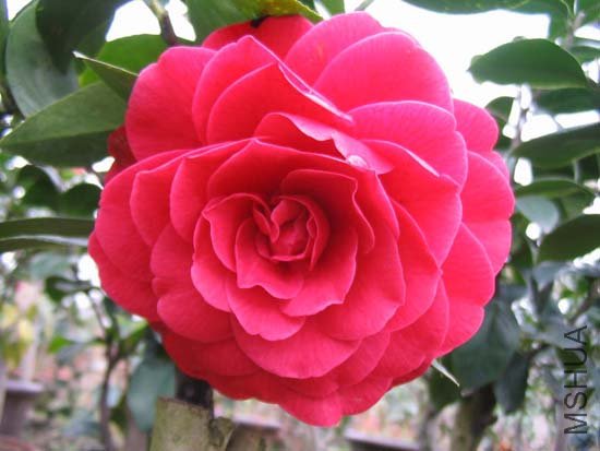 2008821100016.jpg