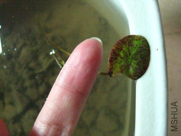 ֻ���ҵ�ʳָ���СŶ