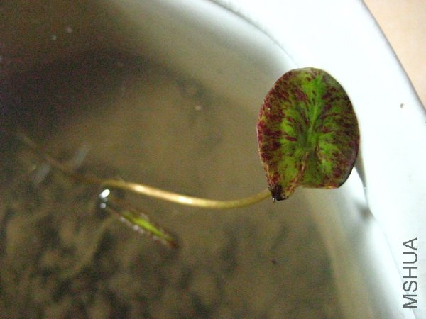 ֻʣһƬҶ����