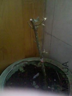 100416_1250_02.jpg