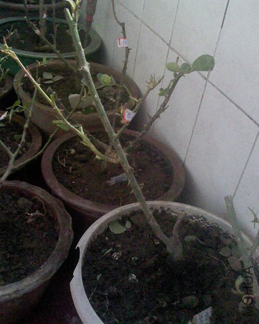 100416_1255_03.jpg