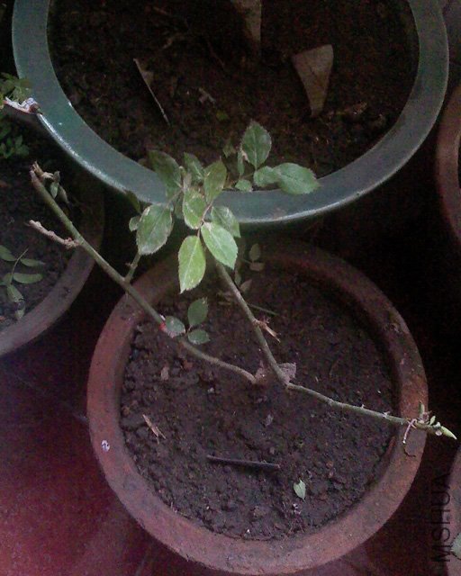 100416_1254_02.jpg