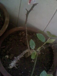 100416_1252.jpg