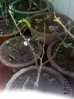100416_1251.jpg