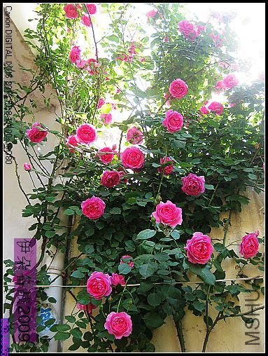 nEO_IMG_��Ƭ 046.jpg