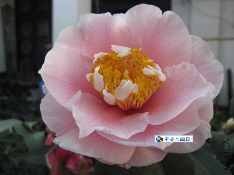 Image00000.jpg