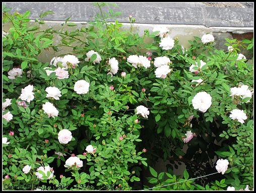 ��Ƭ 021_nEO_IMG.jpg