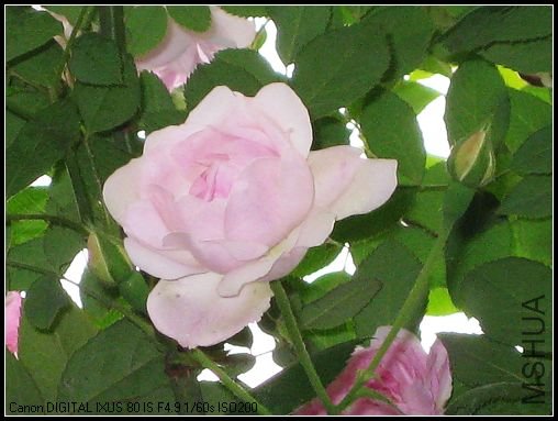 ��Ƭ 037_nEO_IMG.jpg