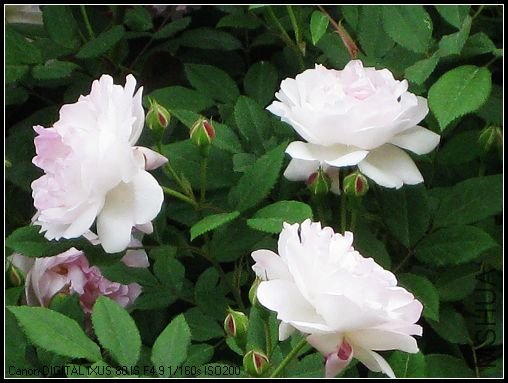 ��Ƭ 026_nEO_IMG.jpg