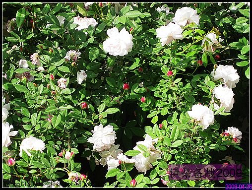 ��Ƭ 037_nEO_IMG.jpg