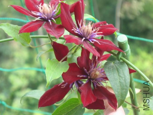 ȥ�����ʱ���Ļ�ɫ