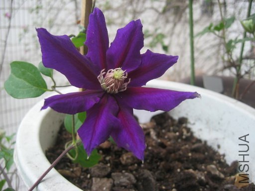 ���꿪�Ļ�ɫ