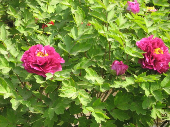 http_imgload.jpg