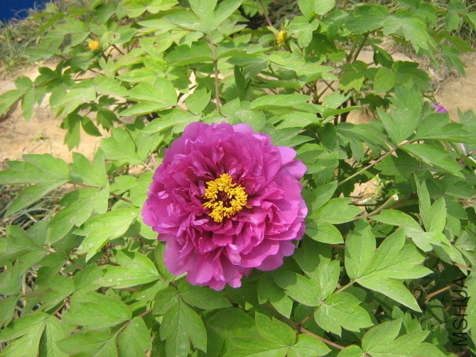 http_imgload.jpg