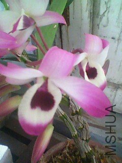 IMG0368A.jpg