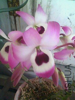 IMG0369A.jpg