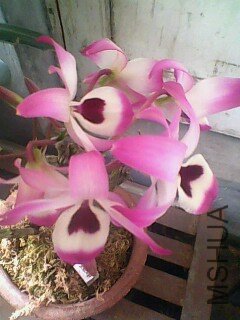 IMG0371A.jpg