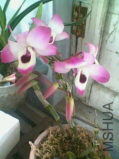 IMG0370A.jpg