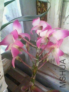 IMG0372A.jpg