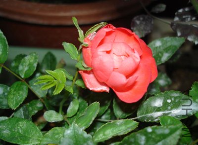 DSC02717.JPG