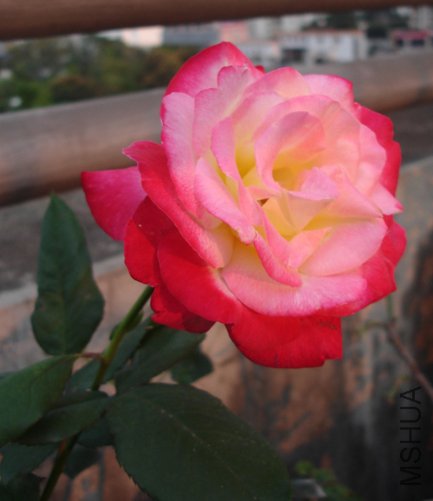 DSC02730.JPG