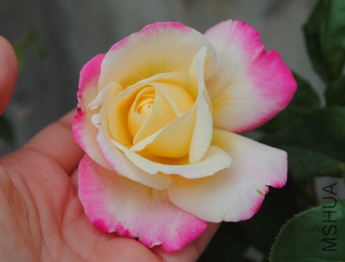 DSC_0043.jpg