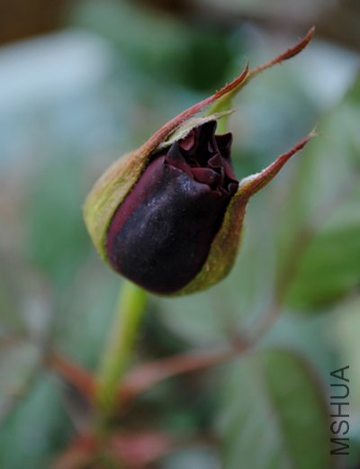 DSC_0070.jpg