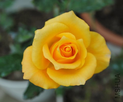 DSC_0045.jpg