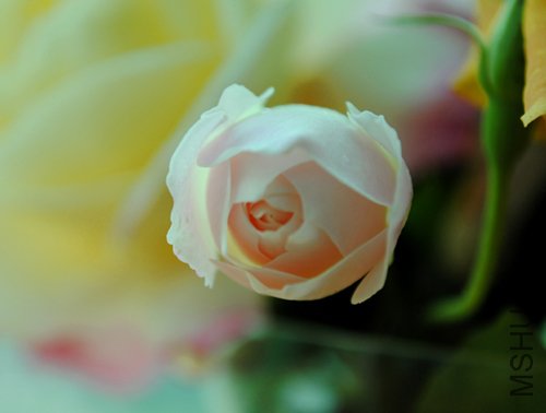DSC_0075.jpg