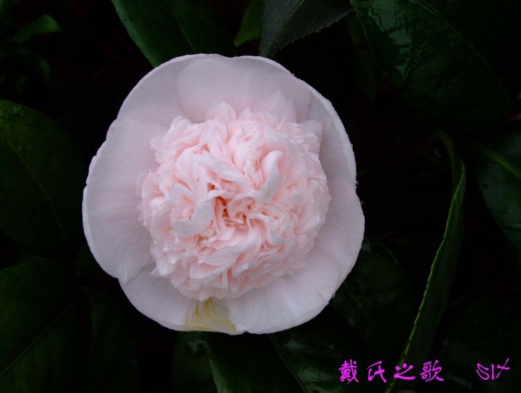 ����֮�� 10-4-18 (2).jpg