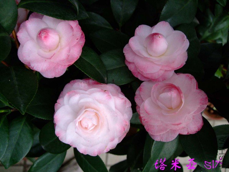 ������ 10-4-18 (4).jpg