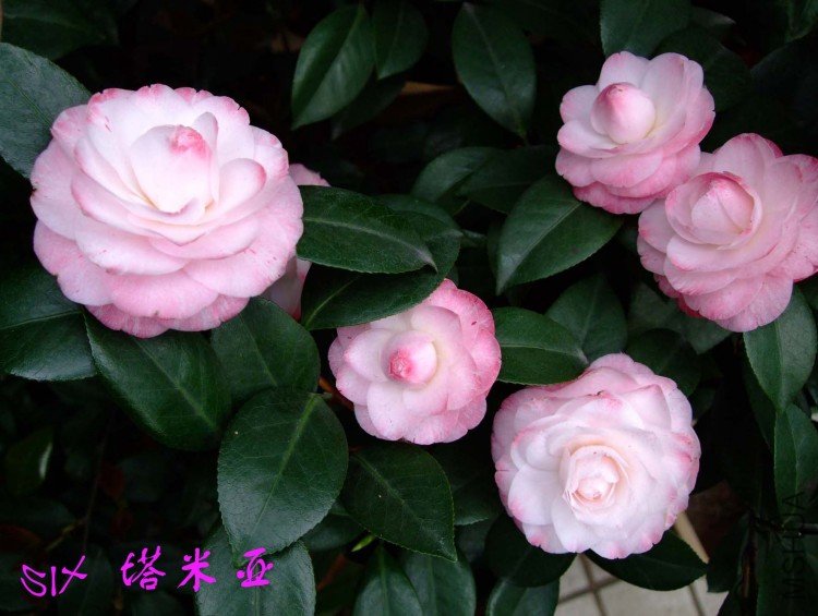 ������ 10-4-18 (3).jpg