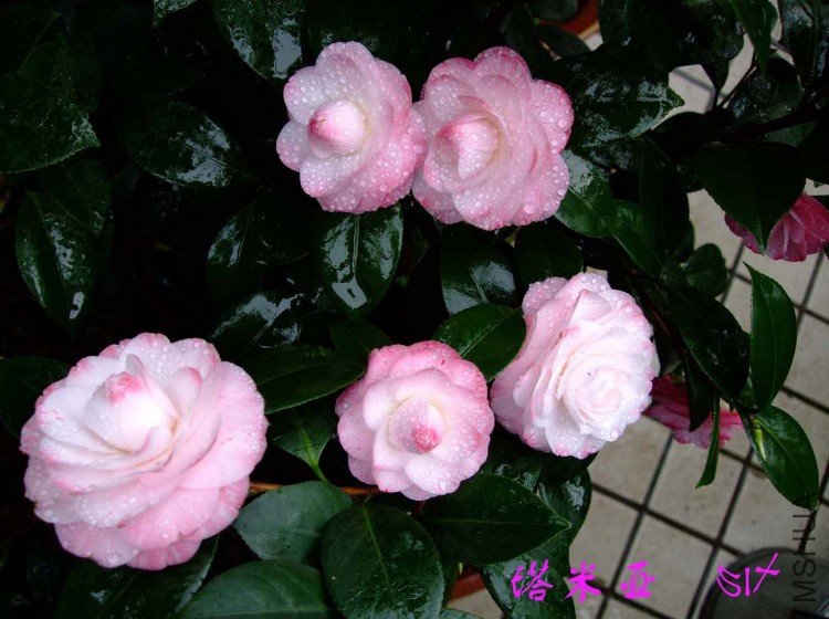 ������ 10-4-18 (5).jpg