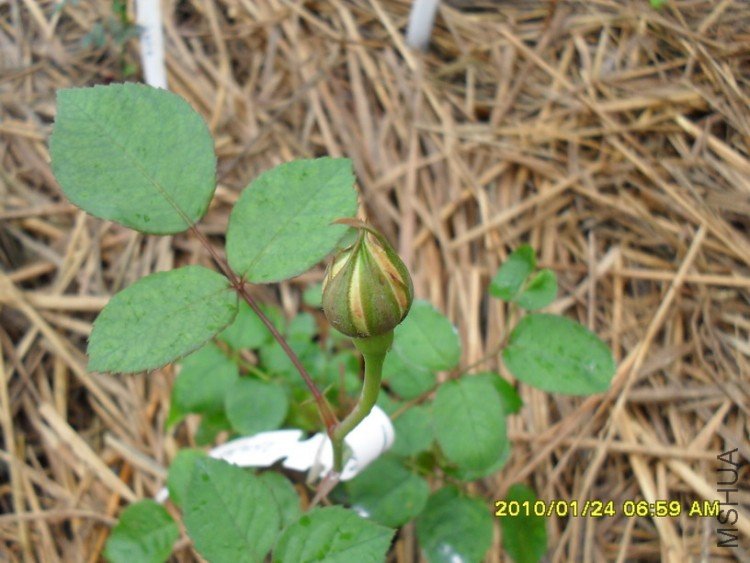 �ǲ�����