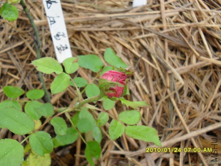 ��ɫ�����