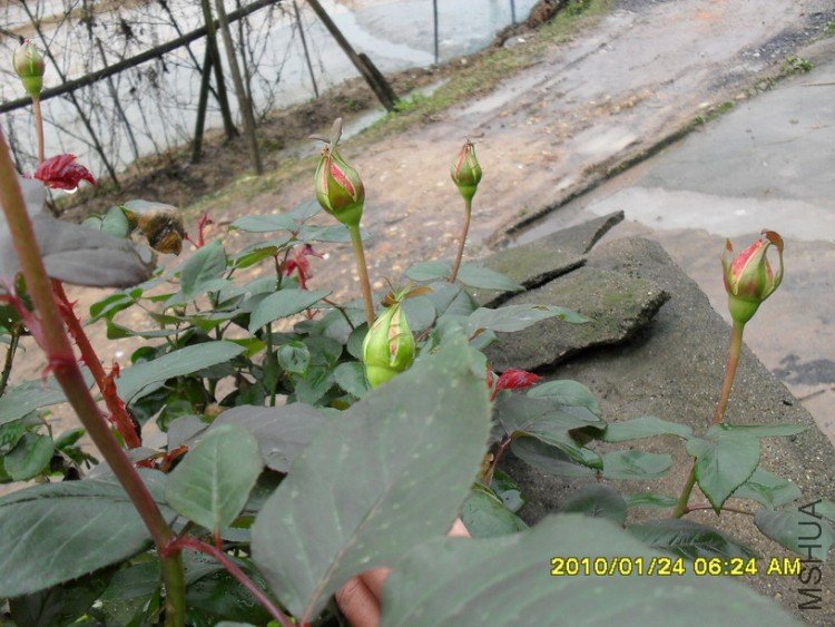 ��ľ����